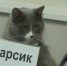 кот - Т7-Информ