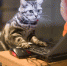 котик - Т7-Информ