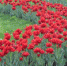 В Перми на улице Ленина высадили луковицы тюльпанов - Администрация города Перми