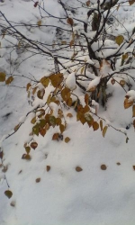 Каменный город