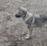В Перми щенка спасли из смертельных объятий водосточной трубы - 59.Ru