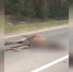 Из-за сбитого лося в Перми на дороге Дружбы образовалась пробка - 59.Ru