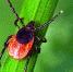 Паукообразные кровососы караулят жителей Березников возле больницы, а пермяков - под Кукуштаном - Газета Звезда