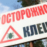 В Прикамье участились случаи укусов клещей - Т7-Информ