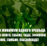 Африка - Новый Компаньон