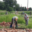 Дороги из красного кирпича: в прикамском селе жители разбирают совхоз, чтобы отремонтировать улицы - 59.Ru