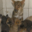 приют - Т7-Информ