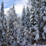 21 марта пермские лесничества приглашают жителей в гости - PermOnline.Ru