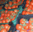 О досмотре подкарантинной продукции - Россельхознадзор