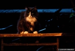 Кастинг котов