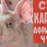 Новые случаи африканской чумы свиней в Ульяновской и Нижегородской областях - Россельхознадзор