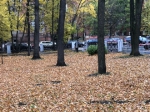 В сквере оперного театра срубят 100-летний тополь