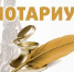 Состоялся конкурс на замещение должности нотариуса в Чайковском нотариальном округе Пермского края - Министерство юстиции