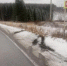 18.10_largus_2-800x600.jpg - Новости Перми PermNews.Ru