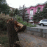 В Прикамье на город обрушился ураган - V-Kurse.Ru