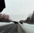 Осторожно: лоси! - ГТРК Пермь