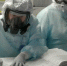 коронавирус - Новый Компаньон