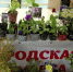 В Перми открылась сельскохозяйственная ярмарка - ГТРК Пермь