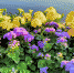 article18402.jpg - 59i.Ru