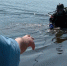 Водолазы приступили к обследованию дна на пермских пляжах - ГТРК Пермь
