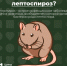 Цикл публикаций о летних инфекциях: что такое лептоспироз? - ГБУЗ ПК ГКП №5