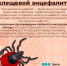 Цикл публикаций о летних инфекциях: что такое клещевой энцефалит? - ГБУЗ ПК ГКП №5