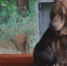 В Пермском крае местные жители встретили медведя на дороге - Про Город Пермь