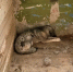 2-sob.jpg - Новости Перми PermNews.Ru