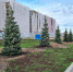 Возле Театра-Театра высадили голубые ели - Gorod342.Ru