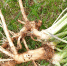 Самый полезный сорняк российских огородов - Газета Звезда