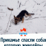В Прикамье спасли собаку, которую живодёры подвесили на сук дерева - VikiPerm.Com