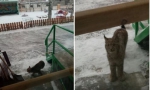 На севере Пермского края рысь пришла на территорию детсада