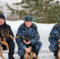 Щенки из племенного питомника Пермского института ФСИН России отправились на службу в территориальные органы - Пермский институт ФСИН России