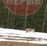 В Пермском крае возле дороги гуляла крупная рысь - ГТРК Пермь