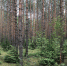лес - Новый Компаньон