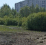 В Перми пересохло «Утиное болото» - Solevar.Online