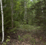 ​В Перми идут поиски пропавшей 15-летней девочки - Business Class
