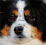 В аэропорту в Перми самолет остановила собака - Про Город Пермь