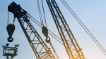 vertical-photo-of-a-crane-at-sunset