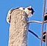 Кот Басик, которого в Перми спасали всей улицей, скончался - Про Город Пермь
