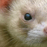 В Перми застрявшего на дереве испуганного хорька атакуют вороны и голодные собаки - Про Город Пермь