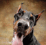 Доберман собака - Новый Компаньон