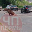 В Перми на дороге в микрорайоне Вышка-2 сбили лося - Ветта