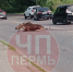 В Перми на Вышке-2 сбили лося - V-Kurse.Ru