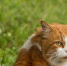 Пермский кот Крошик, который весит около 17 кг,... - Про Город Пермь