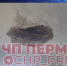 news-details - Вести-Пермь