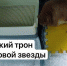 Царский трон для мировой звезды: в Перми худеющему коту Крошику нашли гигантский лоток - Про Город Пермь