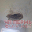 Обрушился потолок, Дунайская, 17 - Новый Компаньон