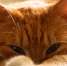 Напомним, пухлый рыжик был обнаружен в подвале ... - Про Город Пермь