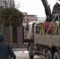 В Перми кадки с деревьями отправляют на зимовку в питомник - Вести-Пермь